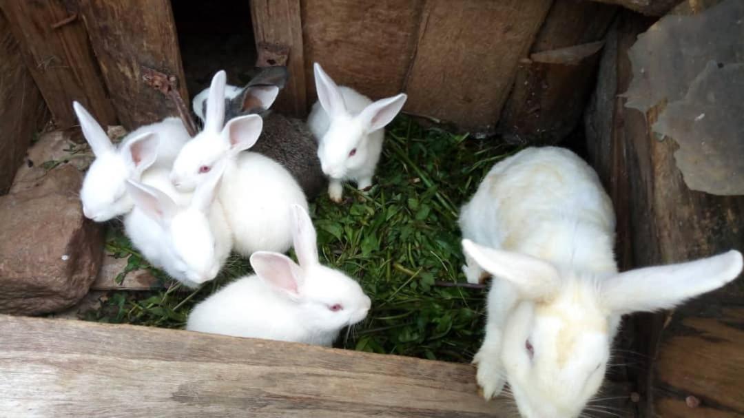 Karungi Camp Villa Rubuguli Dış mekan fotoğraf